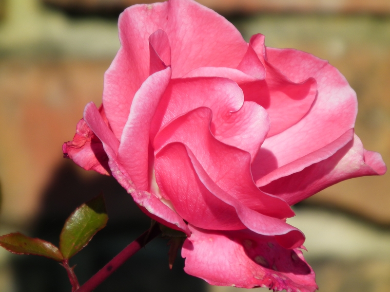 Róża w jesiennym słońcu - Malinowski Grzegorz