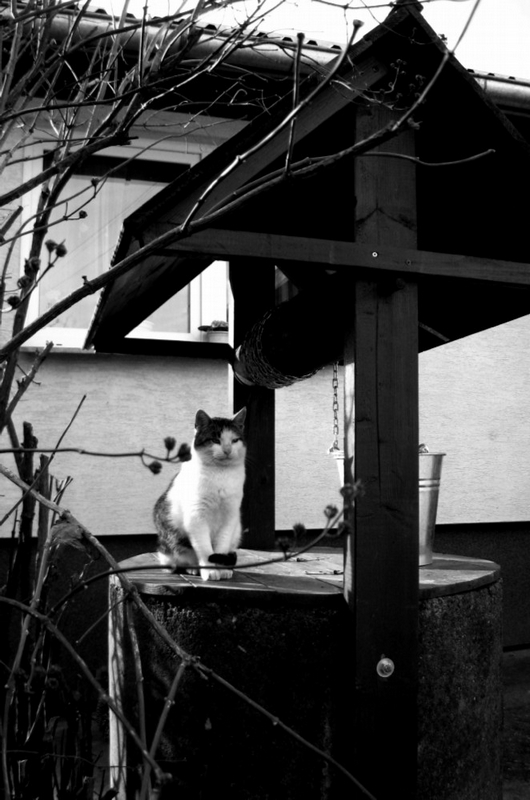 Kot Imbir i jego studnia - Nosek Patrycja