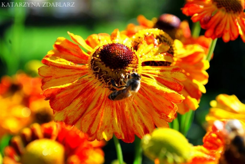 Pszczoła - Zdąbłarz Katarzyna