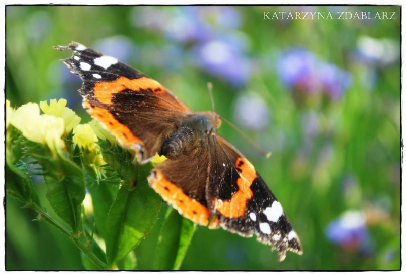 Kolorowy motyl - Zdąbłarz Katarzyna
