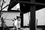 Kot Imbir i jego studnia - Nosek Patrycja