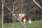 Pasąca się krowa pod lasem - Socha Agata